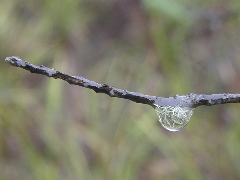 Raindrops and green shoots